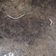 One of the 29 footprints found in British Columbia.